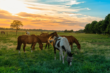 horses grazing in a field at sunset