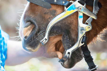 horse dental exam with a speculum