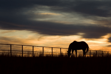 horse grazing with last part of sunset in the background