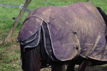 horse rump showing several horse blankets layered on each other