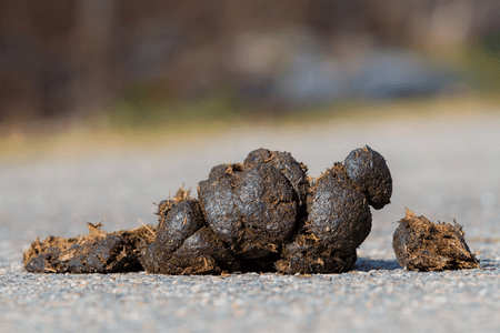 side view of horse manure showing fecal balls 