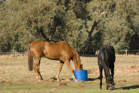 horses eating in a field one eating grass the other out of a bucket