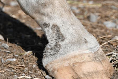 a horse's pastern and hoof with clipped hair, showing signs of mud fever