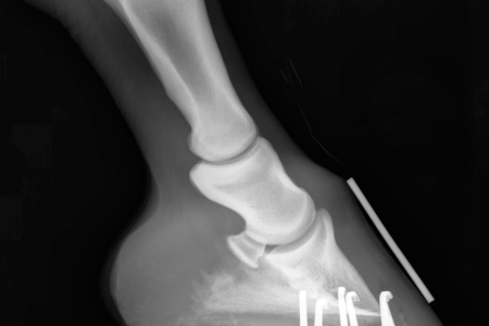 horse hoof x ray of a horse wearing horseshoes