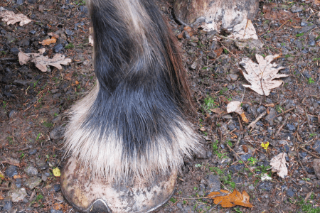 draft horse lower leg and hoof showing the feathers over the coronary band and part of the hoof wall.