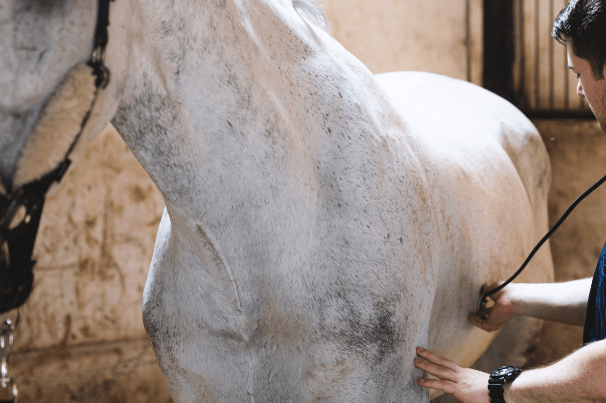 gray horse examined by vet to check lung sounds and respiratory rate