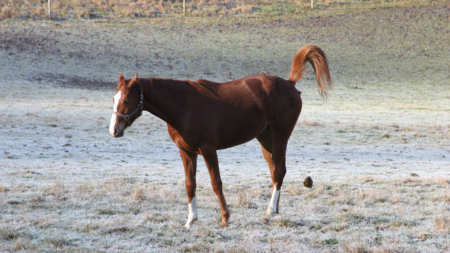 horse pooping in a field