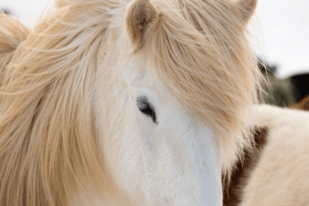 gray horse with furry winter coat and long mane and forelock