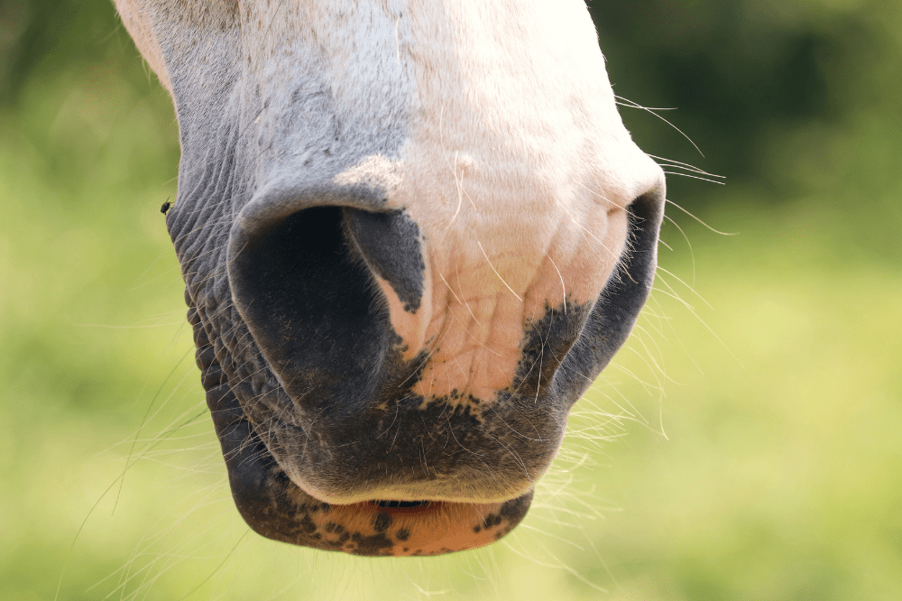 gray horse nostrils that are slightly flared 