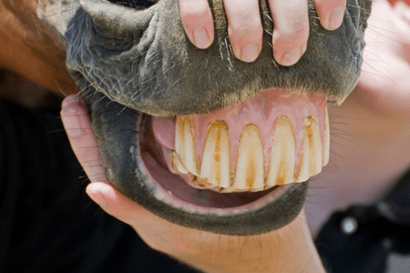 long incisors of a horse