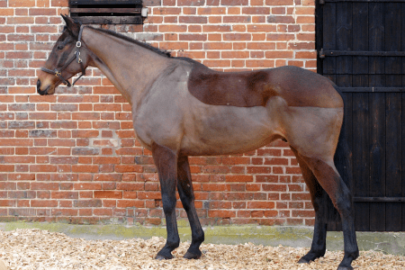 horse with blanket clip 