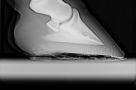 horse hoof xray of normal coffin bone and hoof wall