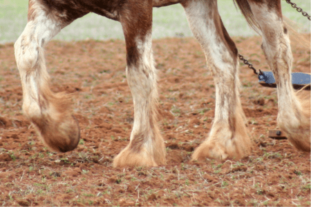 draft horse with white stockings and dirty feathers