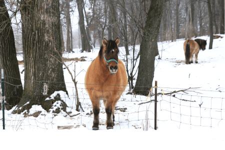 fat horse standing in a field in winter with snow on the ground