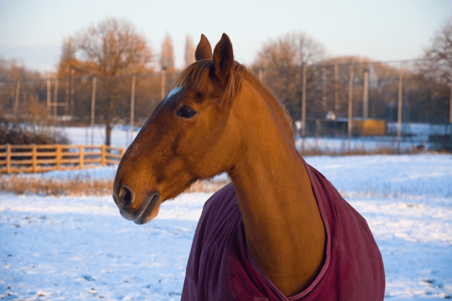 roman nose horse wiht a half face clip in a horse blanket