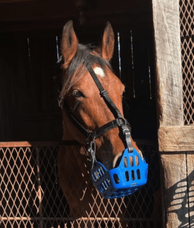 horse waiting to go out on pasture wearing a grazing muzzle