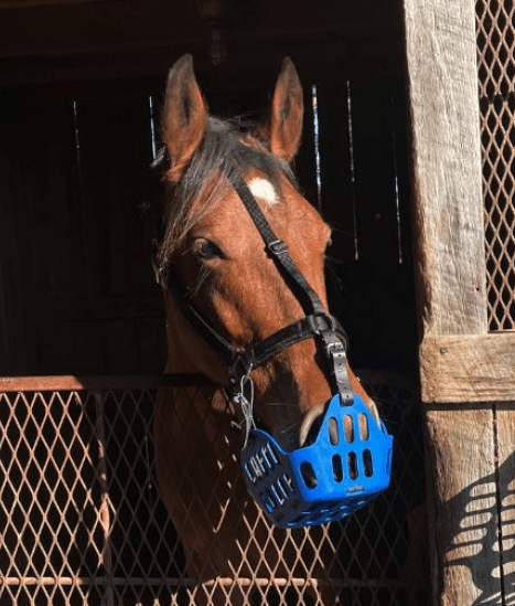 Grazing Muzzle Accessories – GG Equine