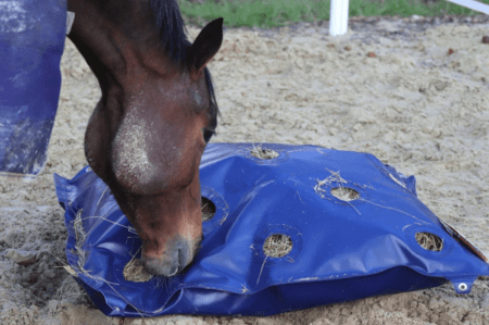 horse eating from the ground from a blue hay play bag slow feeder