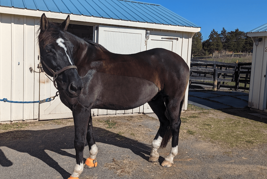 black horse with an Irish clip for the winter