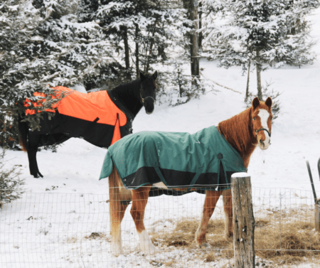 two horses in snow wearing blankets 