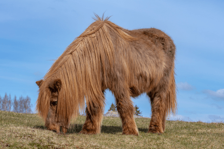 pony with extra long hair grazing 