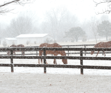 herd of horses in the snow without blankets