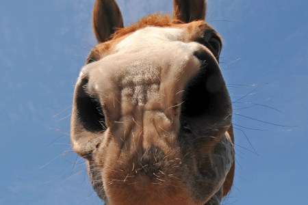 horse muzzle and nostrils up close 