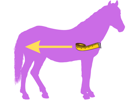 measure your horse for a blanket