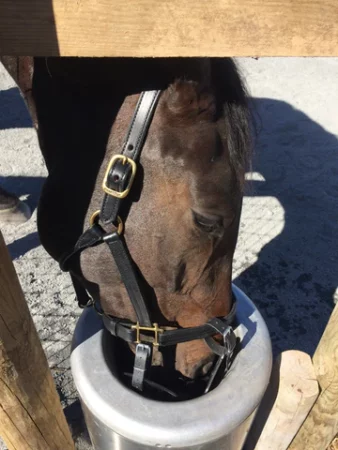 drinking water while wearing a grazing muzzle 
